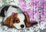 ななちゃんのメモリアル写真　ペット葬儀日：２０１０年２月１５日　千葉県よりご依頼
